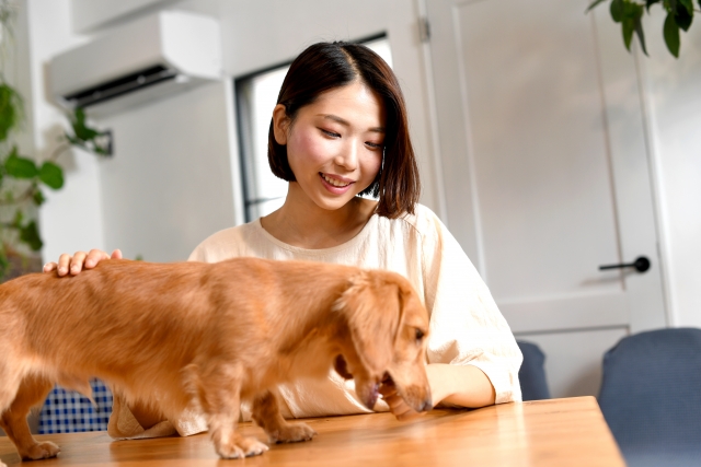 犬と女性の写真